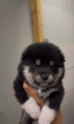 CHIOT 5