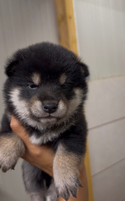 CHIOT 2