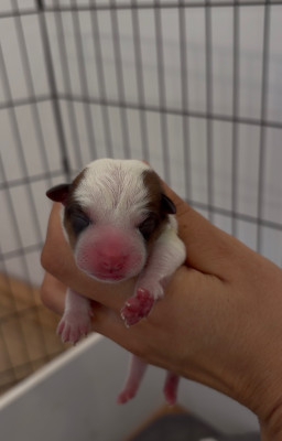CHIOT 2
