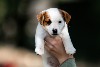 CHIOT 6