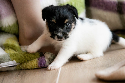 CHIOT