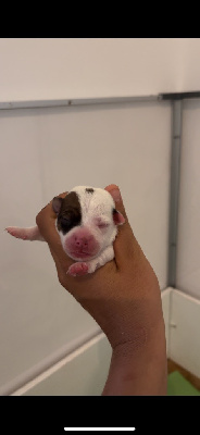 CHIOT