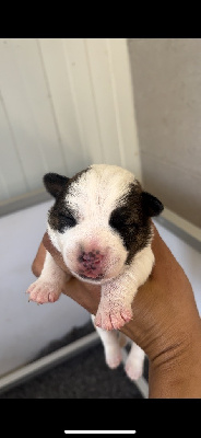 CHIOT