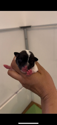 CHIOT