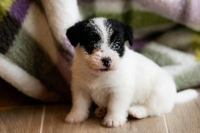CHIOT