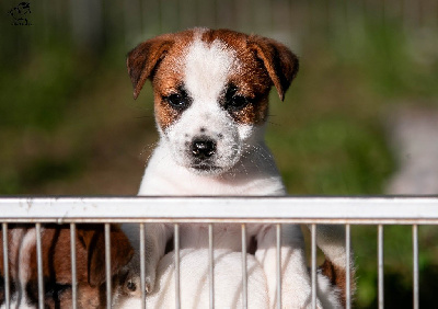 CHIOT