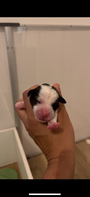 CHIOT