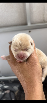 CHIOT