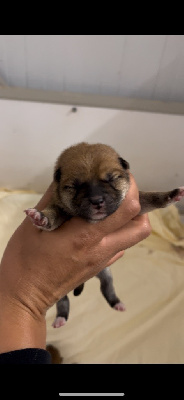 CHIOT