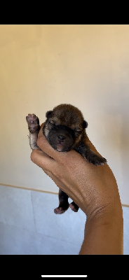 CHIOT