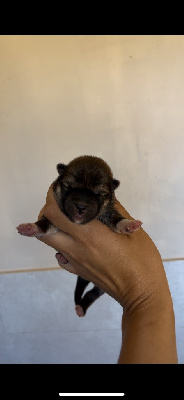 CHIOT