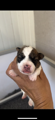 CHIOT