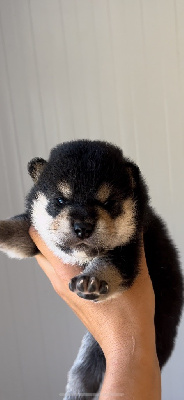 CHIOT