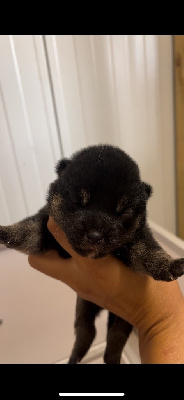 CHIOT