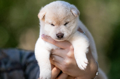CHIOT