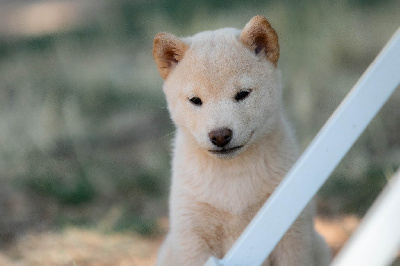 CHIOT