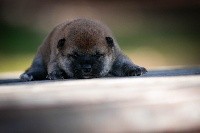CHIOT