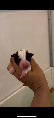 CHIOT
