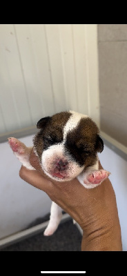 CHIOT