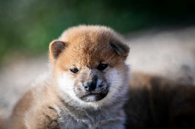 CHIOT