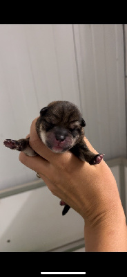 CHIOT