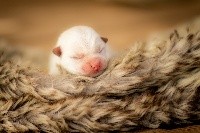 CHIOT