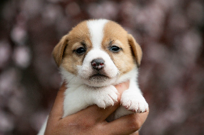 CHIOT