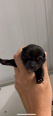 CHIOT