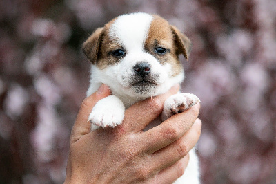 CHIOT