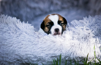 CHIOT