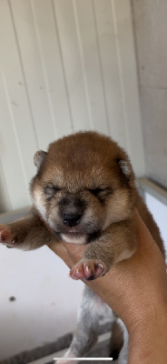 CHIOT