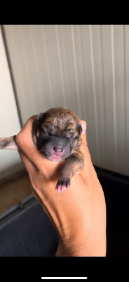 CHIOT