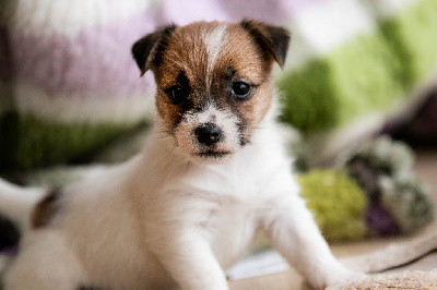 CHIOT