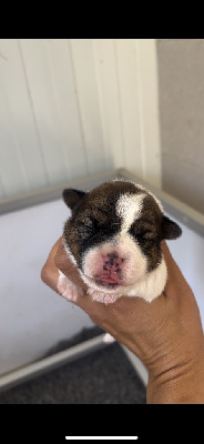 CHIOT