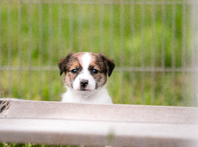 CHIOT