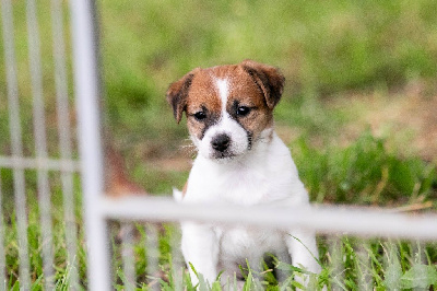 CHIOT