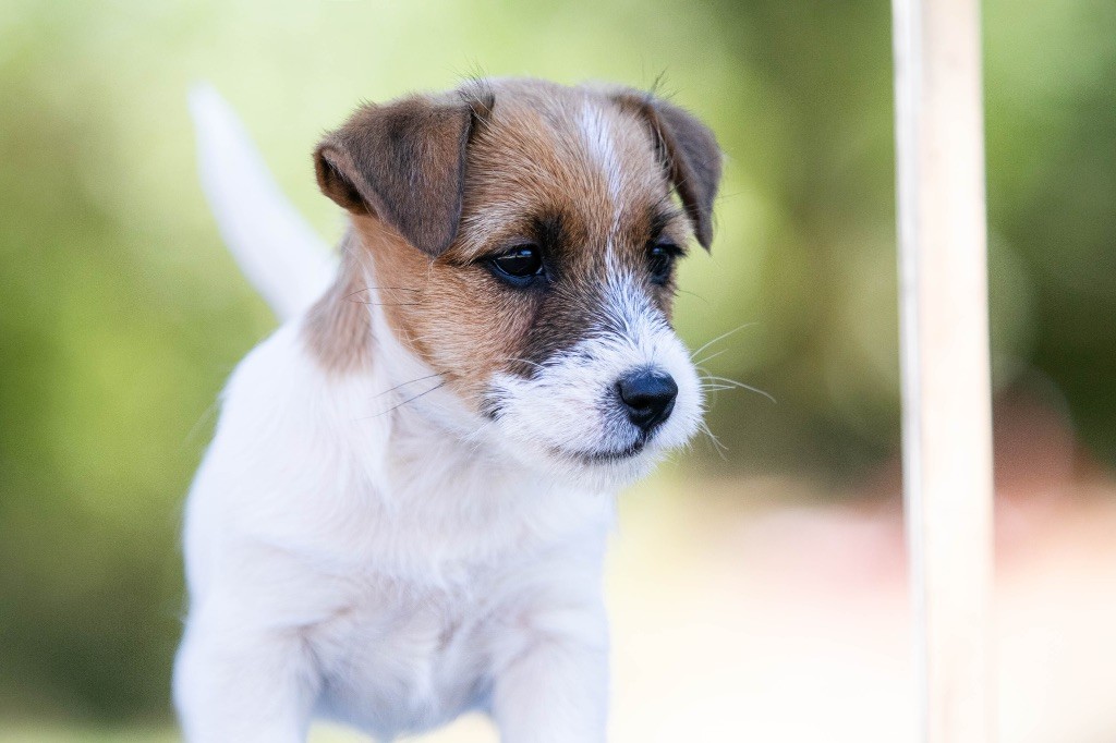 du Bois de Compiègne - Chiots disponibles - Jack Russell Terrier