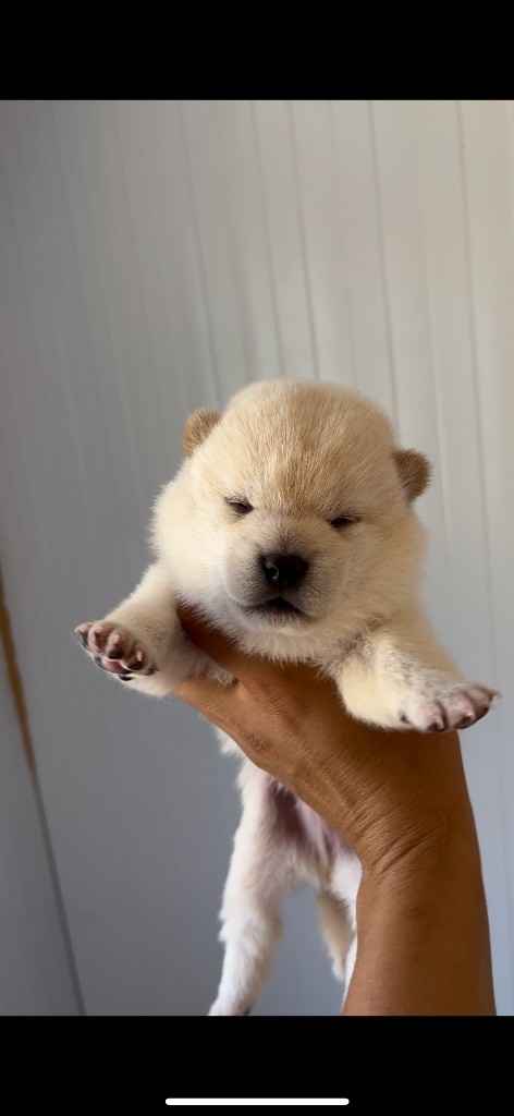 du Bois de Compiègne - Chiots disponibles - Shiba