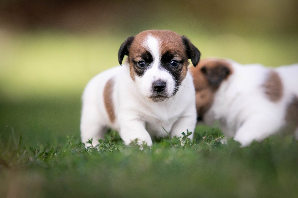 du Bois de Compiègne - Chiots disponibles - Jack Russell Terrier