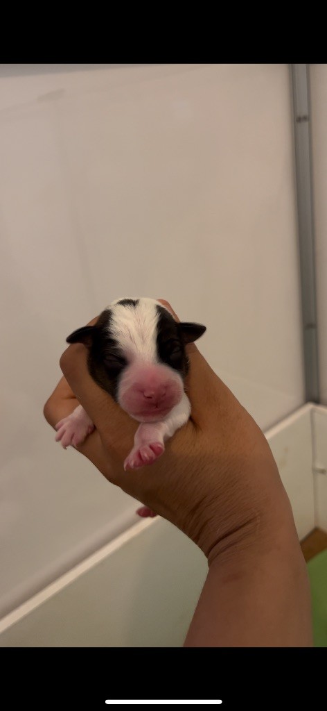 du Bois de Compiègne - Chiots disponibles - Jack Russell Terrier