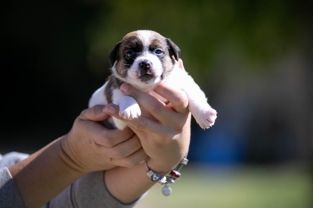 du Bois de Compiègne - Chiots disponibles - Jack Russell Terrier