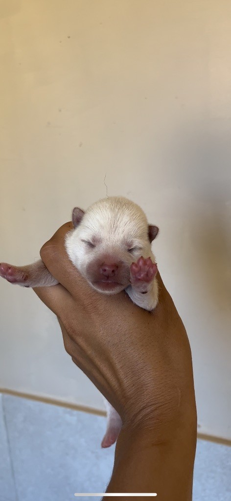 du Bois de Compiègne - Chiots disponibles - Shiba
