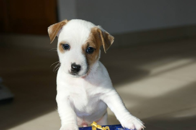 du Bois de Compiègne - Jack Russell Terrier - Portée née le 15/10/2013