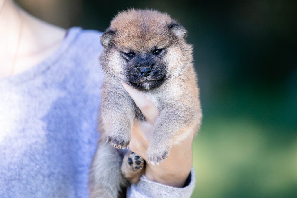 du Bois de Compiègne - Chiots disponibles - Shiba