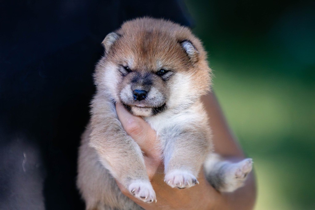 du Bois de Compiègne - Chiots disponibles - Shiba