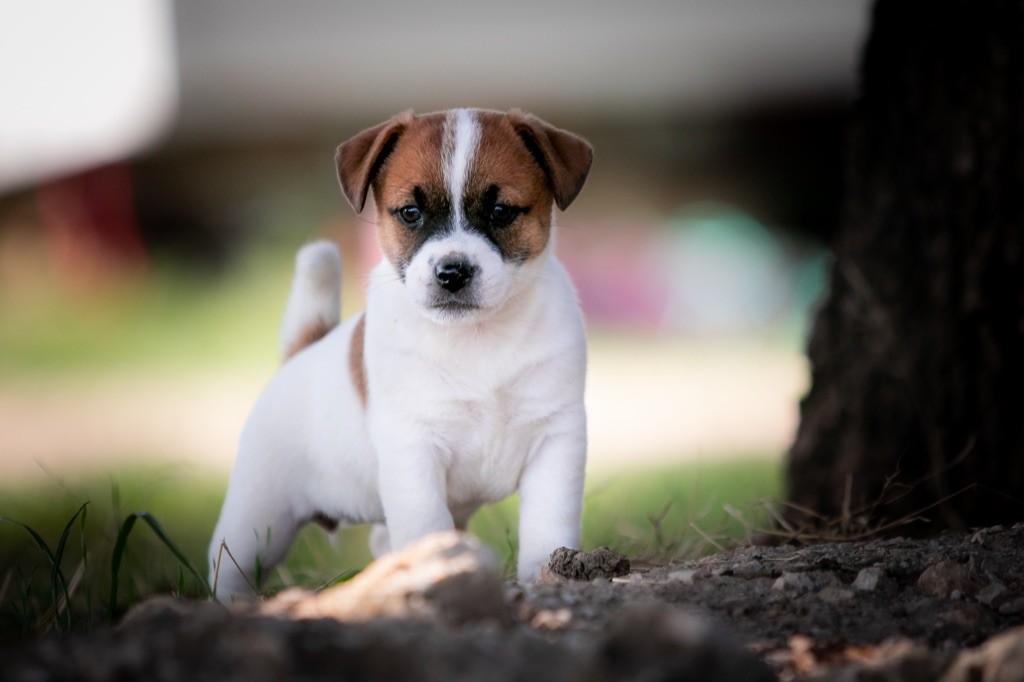 du Bois de Compiègne - Jack Russell Terrier - Portée née le 28/07/2021