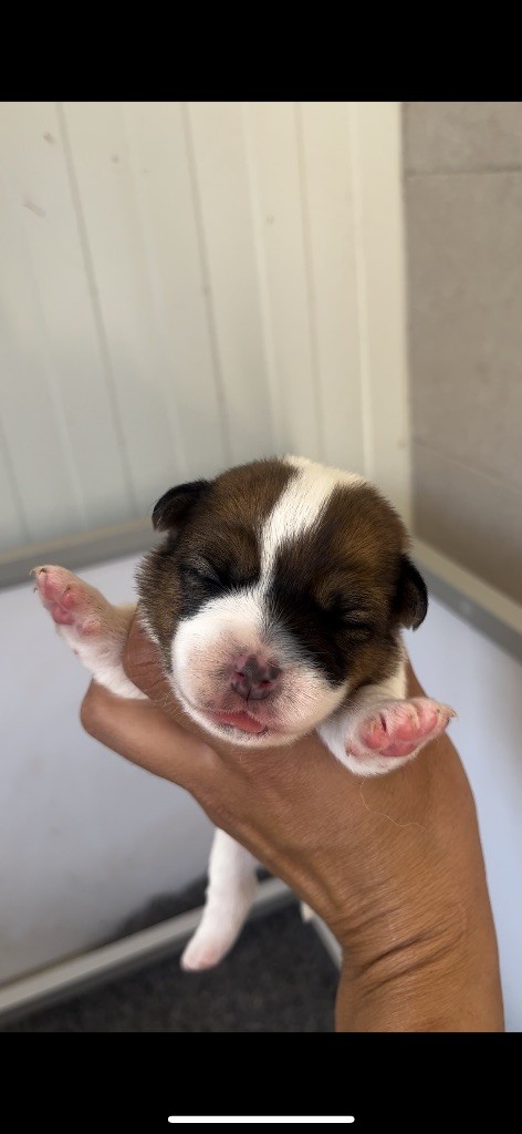 du Bois de Compiègne - Chiots disponibles - Jack Russell Terrier