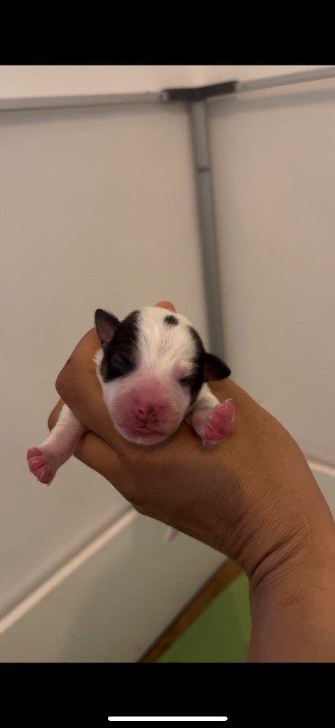 du Bois de Compiègne - Chiots disponibles - Jack Russell Terrier