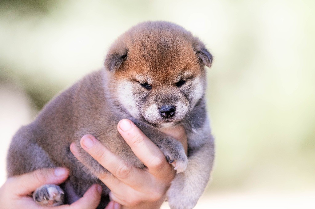 du Bois de Compiègne - Chiots disponibles - Shiba