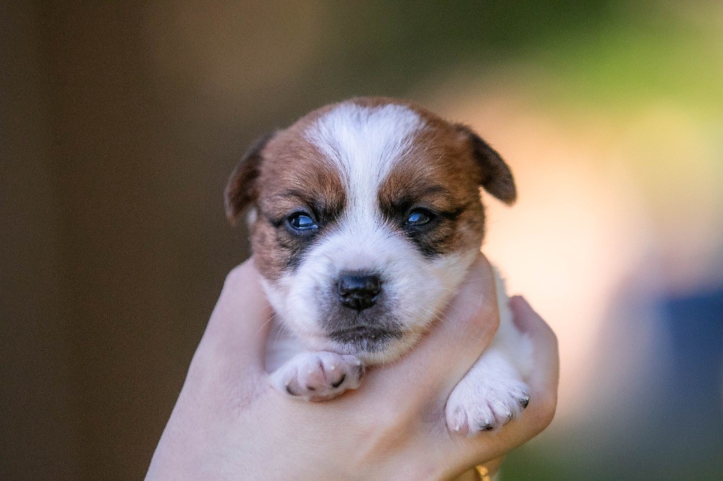 du Bois de Compiègne - Jack Russell Terrier - Portée née le 11/10/2024